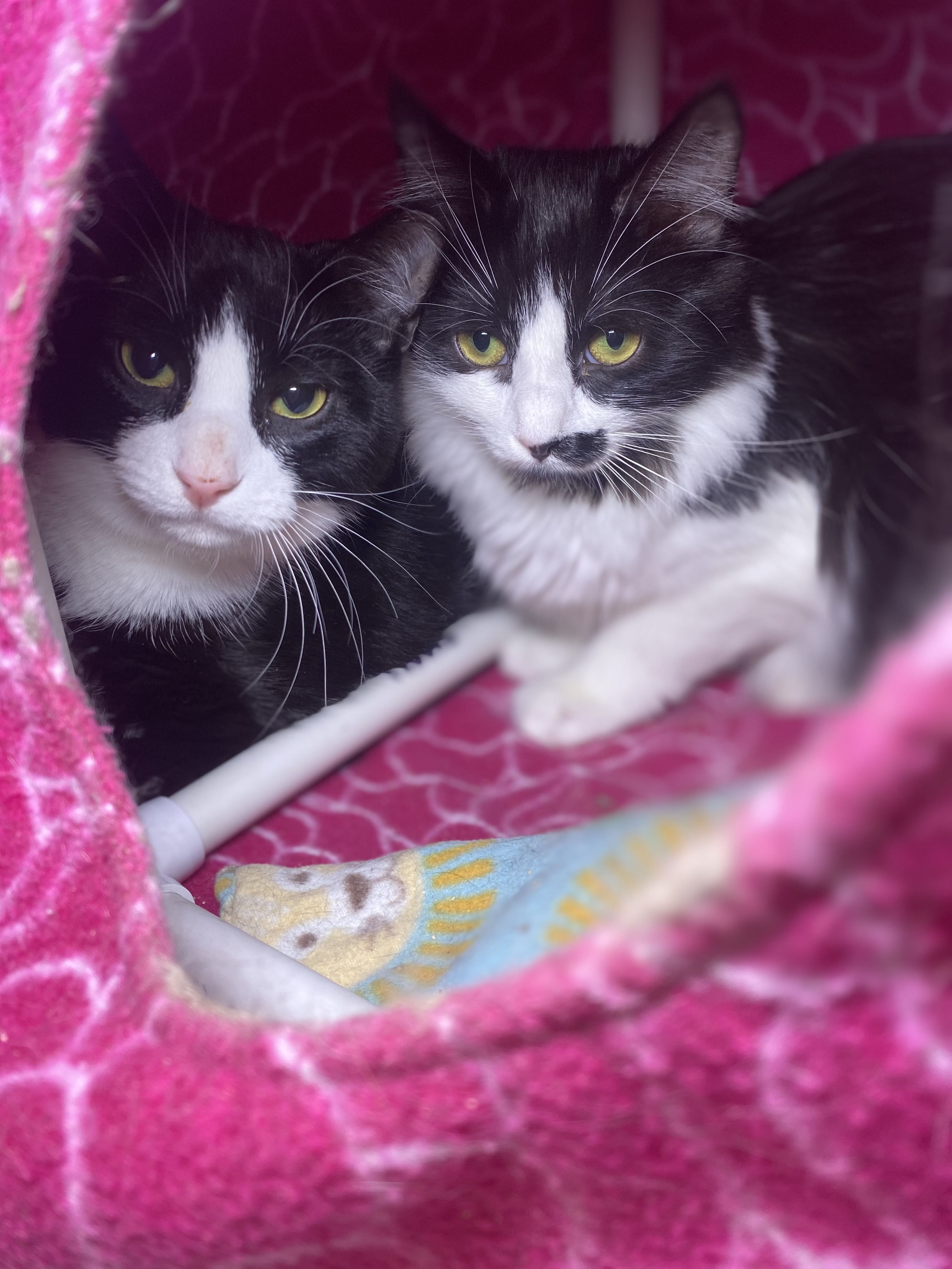 Millie, an adoptable Domestic Medium Hair in Bothell, WA, 98012 | Photo Image 1