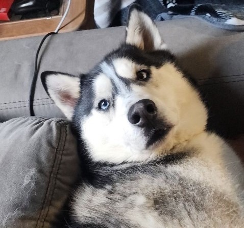 Bandit