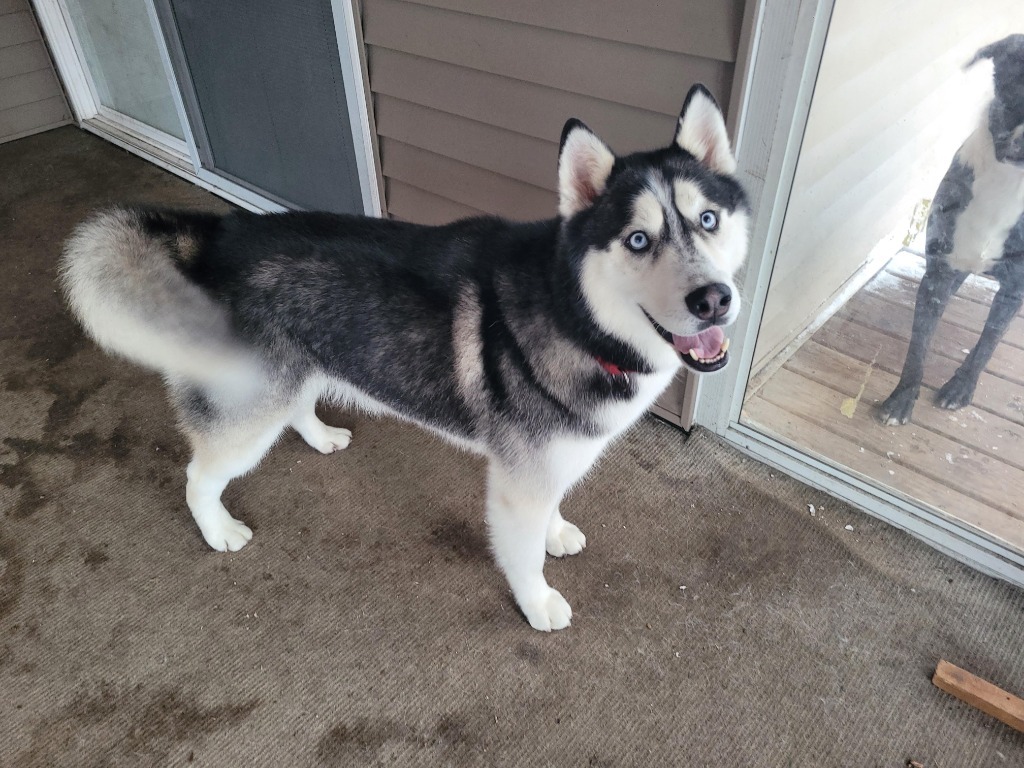 Bandit