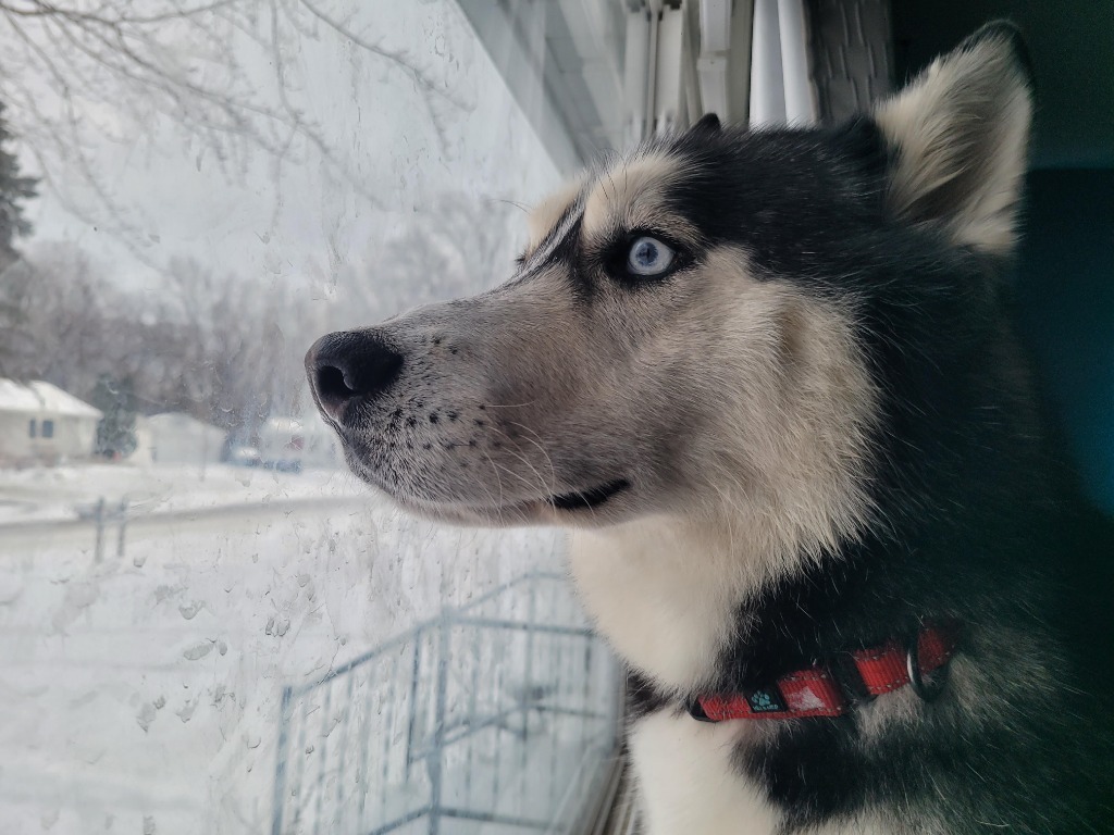Bandit