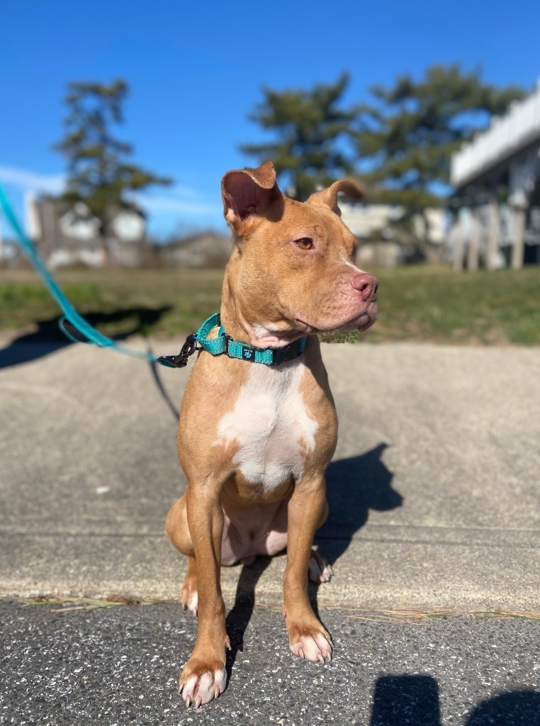 Evangeline