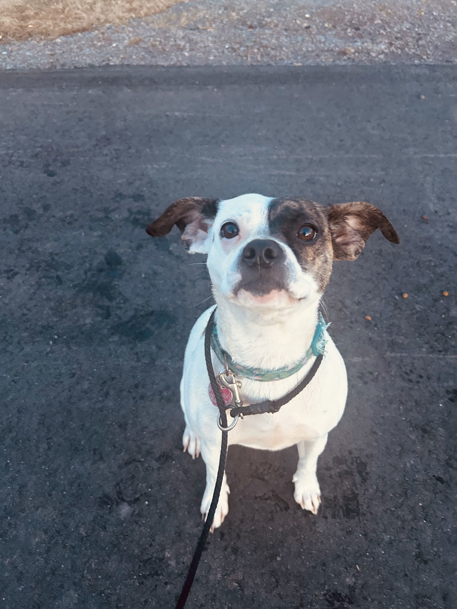 Moo, an adoptable Boston Terrier, American Staffordshire Terrier in Duluth, MN, 55807 | Photo Image 1