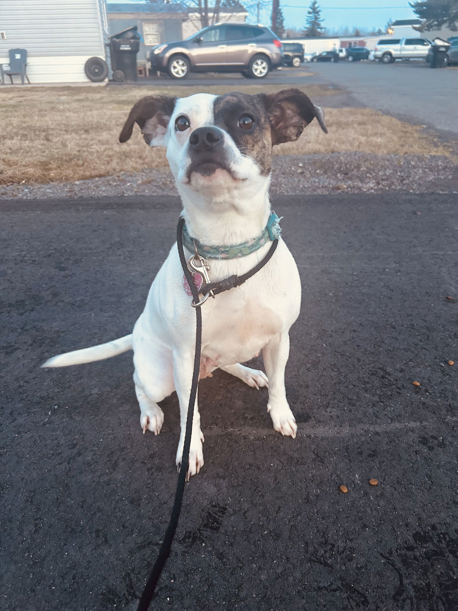 Moo, an adoptable Boston Terrier, American Staffordshire Terrier in Duluth, MN, 55807 | Photo Image 2