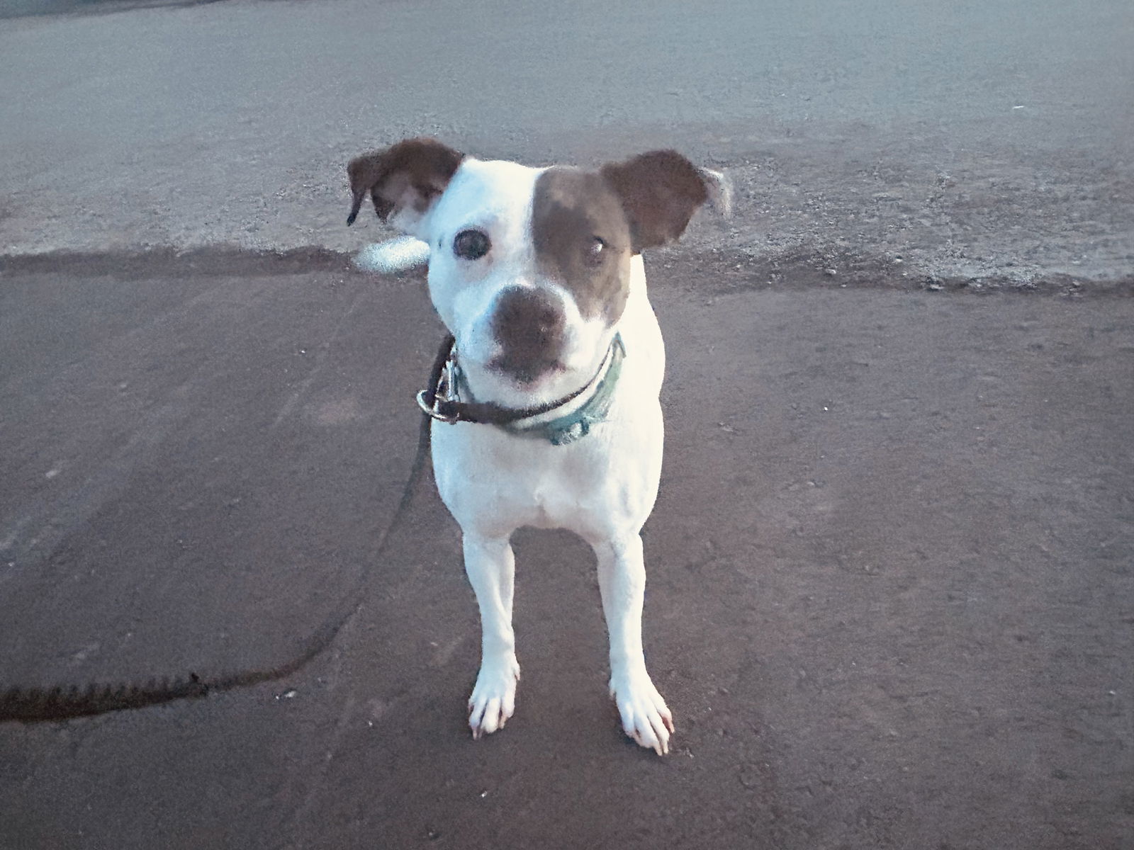 Moo, an adoptable Boston Terrier, American Staffordshire Terrier in Duluth, MN, 55807 | Photo Image 3