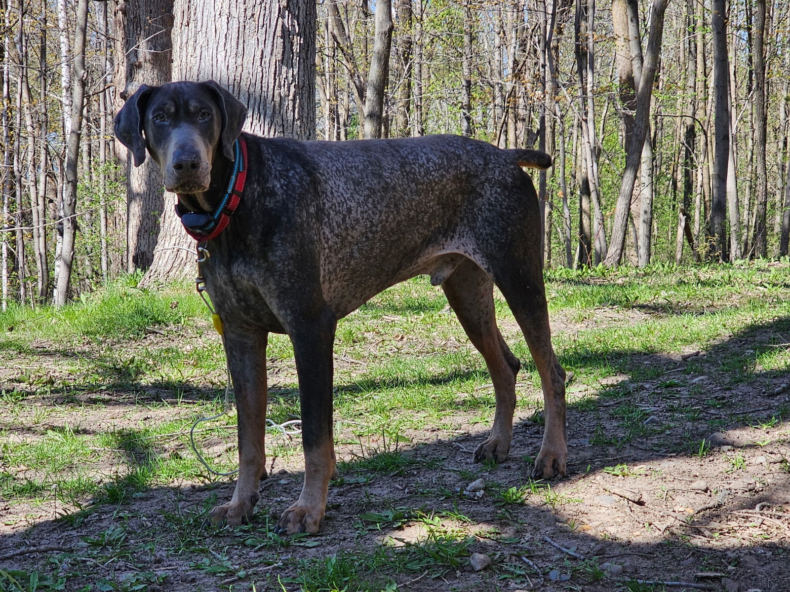 Aramis