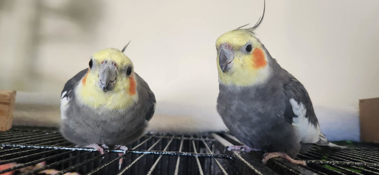Dayzee & Zoey