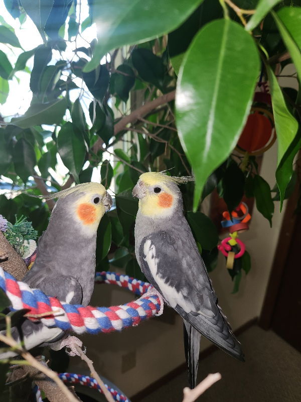 Dayzee & Zoey