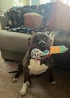 Rosie photo 1
