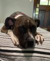Rosie photo 3