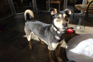 Clara, an adoptable Shepherd, Mixed Breed in Los Alamos, NM, 87544 | Photo Image 1