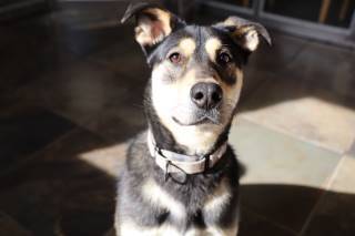 Clara, an adoptable Shepherd, Mixed Breed in Los Alamos, NM, 87544 | Photo Image 2