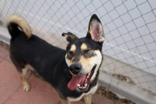 Clara, an adoptable Shepherd, Mixed Breed in Los Alamos, NM, 87544 | Photo Image 3