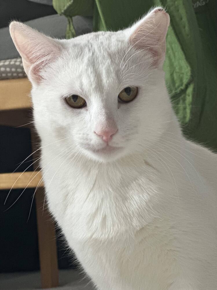 Joey