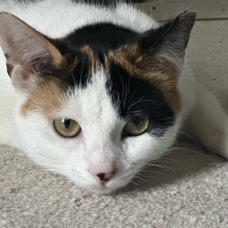 Josie