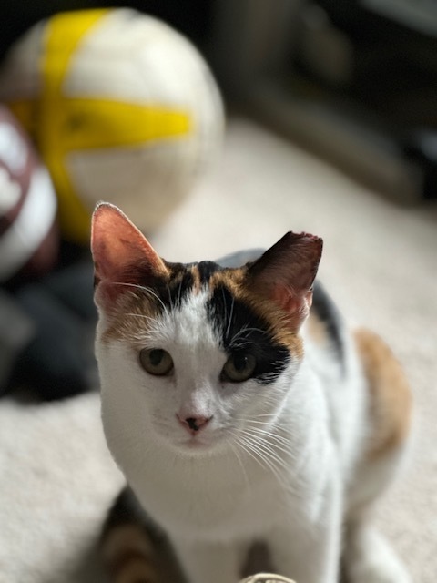 Josie