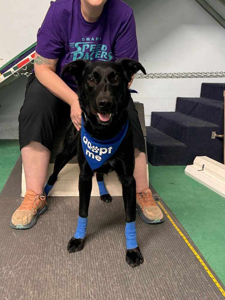 Echo, an adoptable Labrador Retriever, Border Collie in Lincoln, NE, 68502 | Photo Image 1