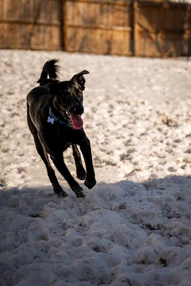 Echo, an adoptable Labrador Retriever, Border Collie in Lincoln, NE, 68502 | Photo Image 3