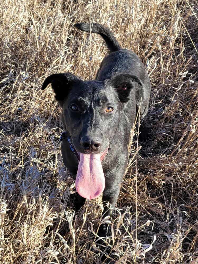 Echo, an adoptable Labrador Retriever, Border Collie in Lincoln, NE, 68502 | Photo Image 4