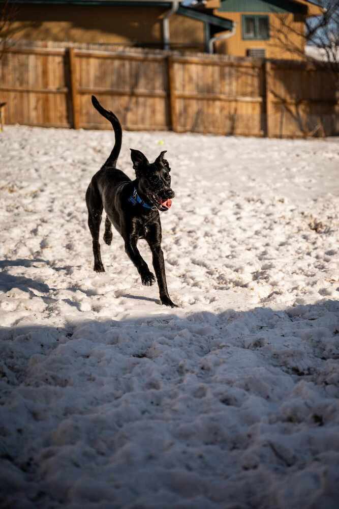 Echo, an adoptable Labrador Retriever, Border Collie in Lincoln, NE, 68502 | Photo Image 5