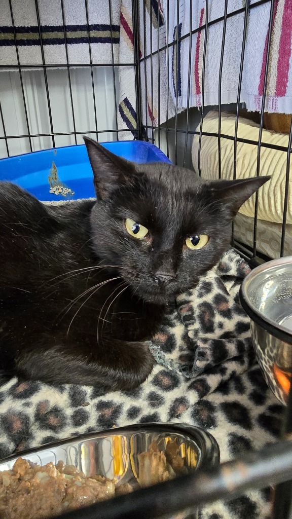 Carisma, an adoptable Domestic Short Hair in Virginia, MN, 55792 | Photo Image 1