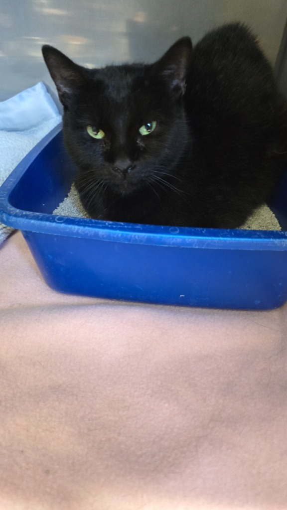 Omena, an adoptable Domestic Short Hair in Virginia, MN, 55792 | Photo Image 1