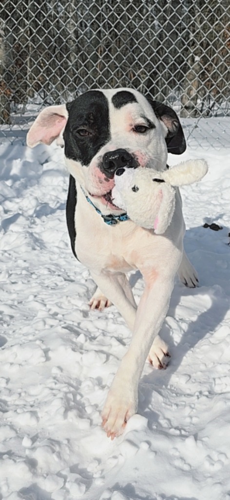 Matteo, an adoptable Pit Bull Terrier in Virginia, MN, 55792 | Photo Image 1