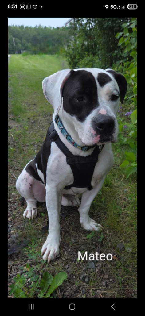 Matteo, an adoptable Pit Bull Terrier in Virginia, MN, 55792 | Photo Image 1