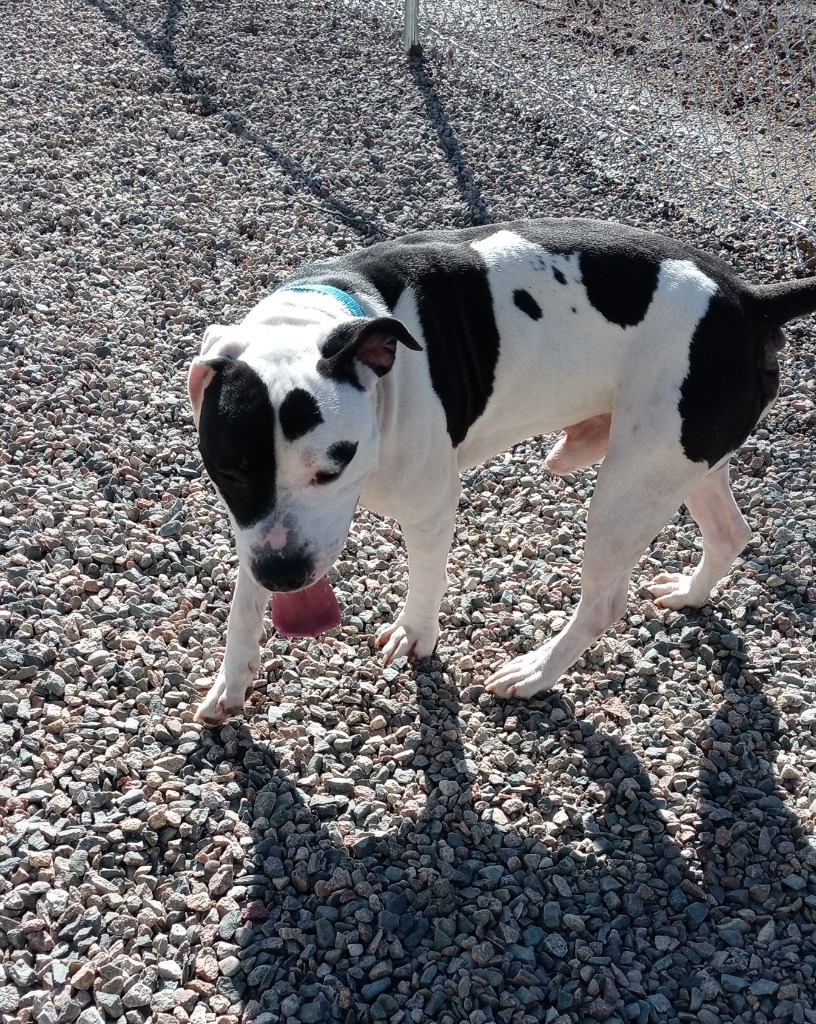 Matteo, an adoptable Pit Bull Terrier in Virginia, MN, 55792 | Photo Image 2