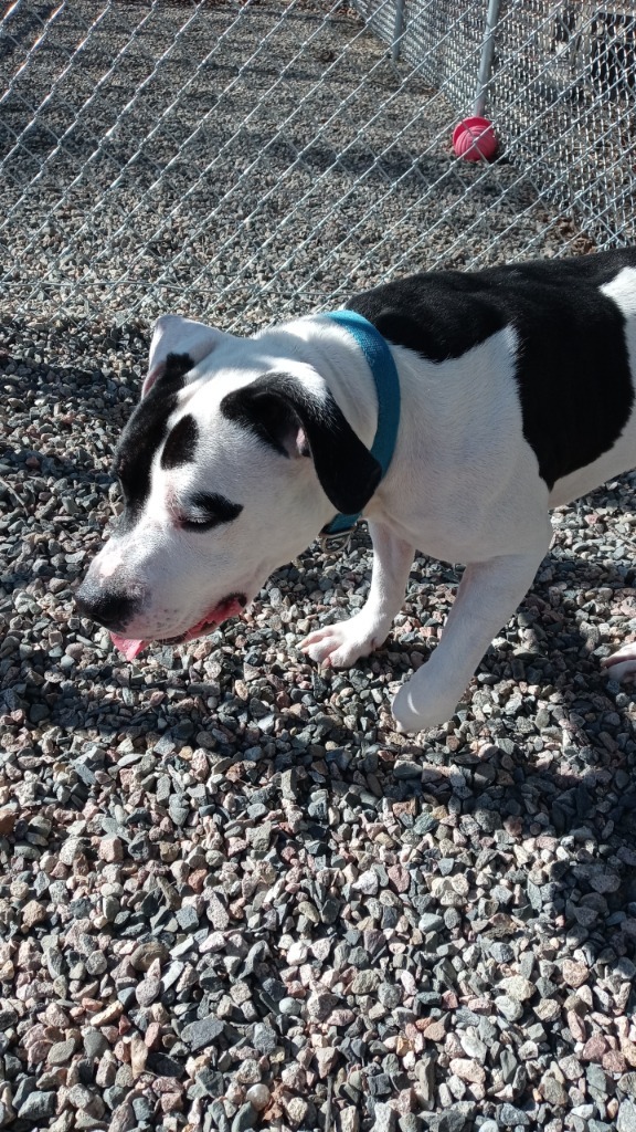 Matteo, an adoptable Pit Bull Terrier in Virginia, MN, 55792 | Photo Image 3