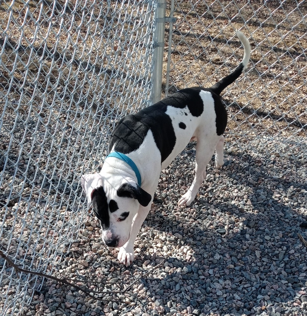 Matteo, an adoptable Pit Bull Terrier in Virginia, MN, 55792 | Photo Image 4