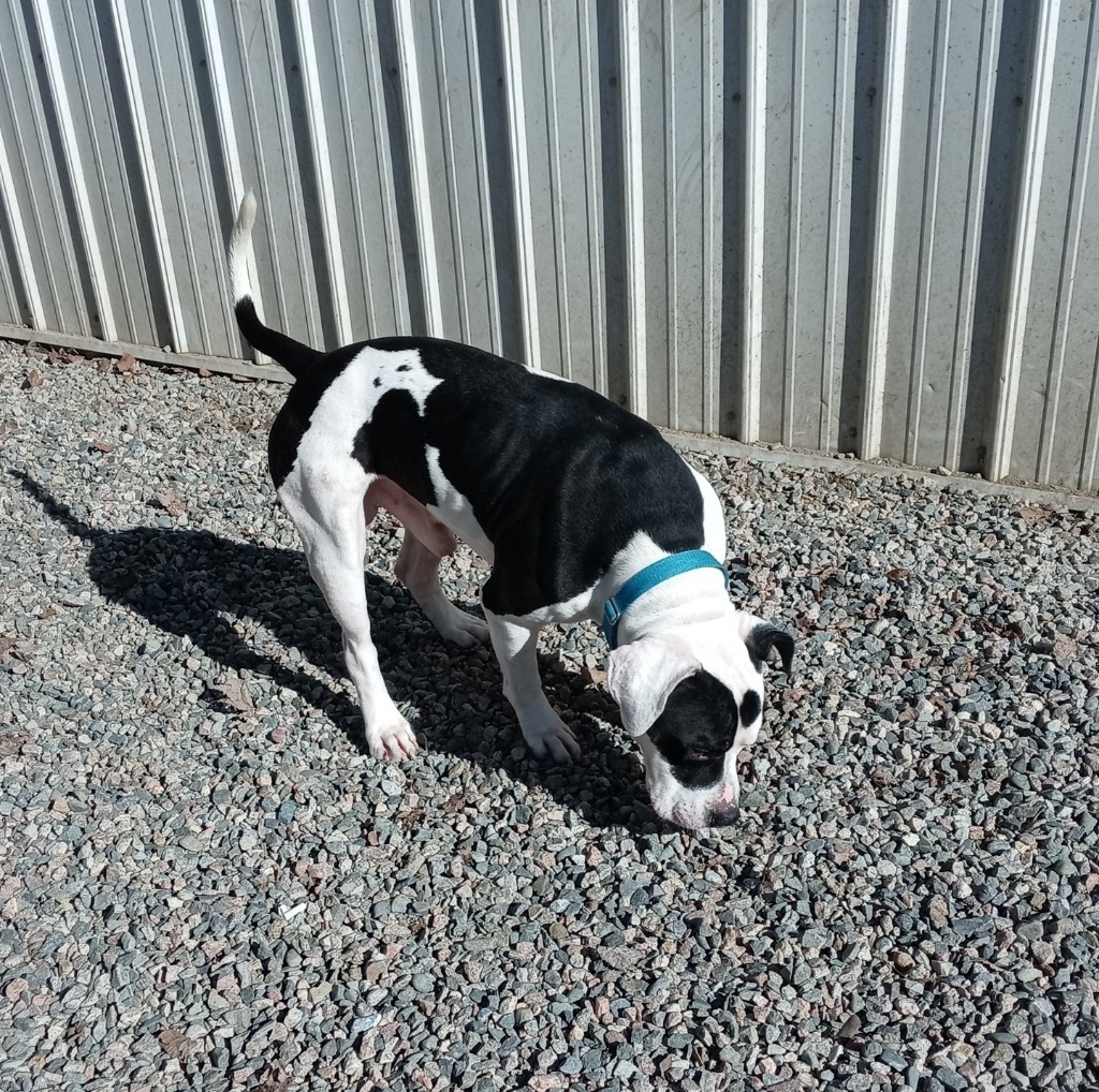 Matteo, an adoptable Pit Bull Terrier in Virginia, MN, 55792 | Photo Image 5