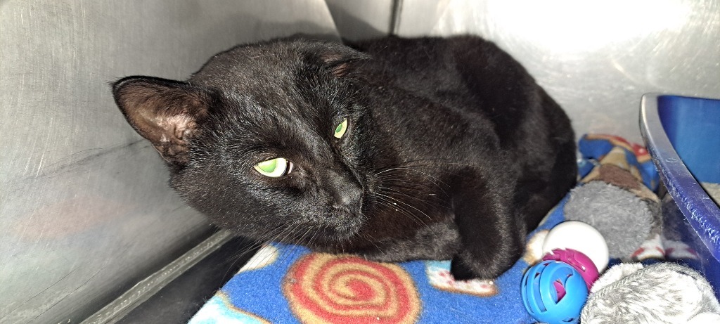 O'Malley, an adoptable Domestic Short Hair in Virginia, MN, 55792 | Photo Image 1