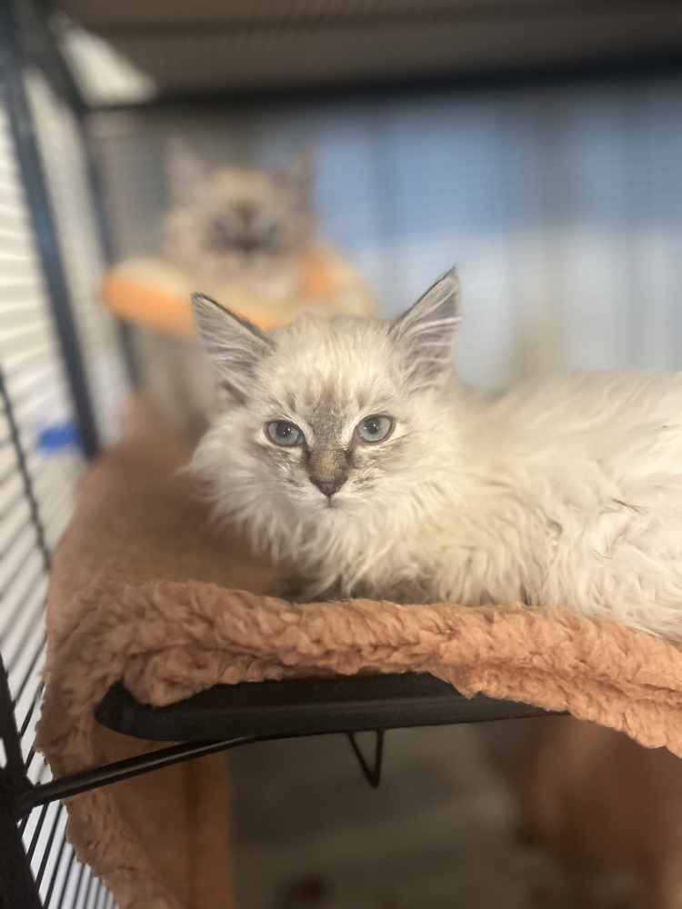 Allison Hsu, an adoptable Ragamuffin, Siamese in Pacifica, CA, 94044 | Photo Image 1