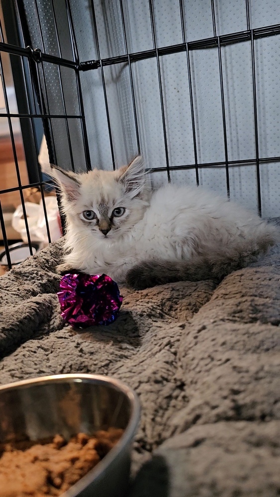 Allison Hsu, an adoptable Ragamuffin, Siamese in Pacifica, CA, 94044 | Photo Image 2