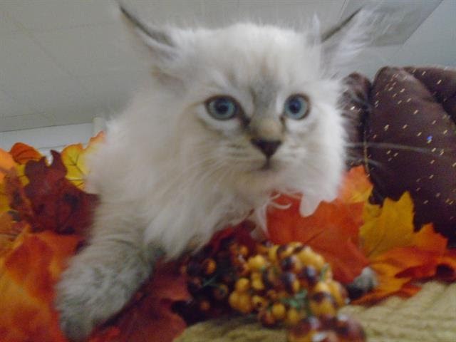 Allison Hsu, an adoptable Ragamuffin, Siamese in Pacifica, CA, 94044 | Photo Image 4