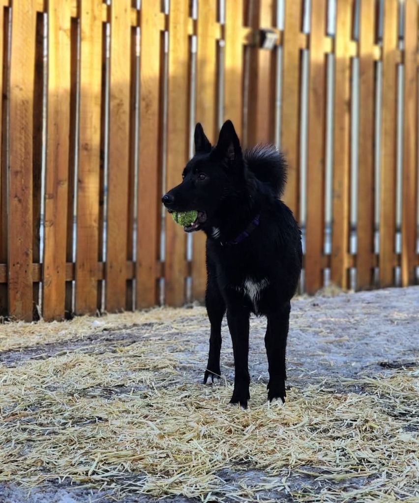 Magic, an adoptable Mixed Breed in Minot, ND, 58701 | Photo Image 1