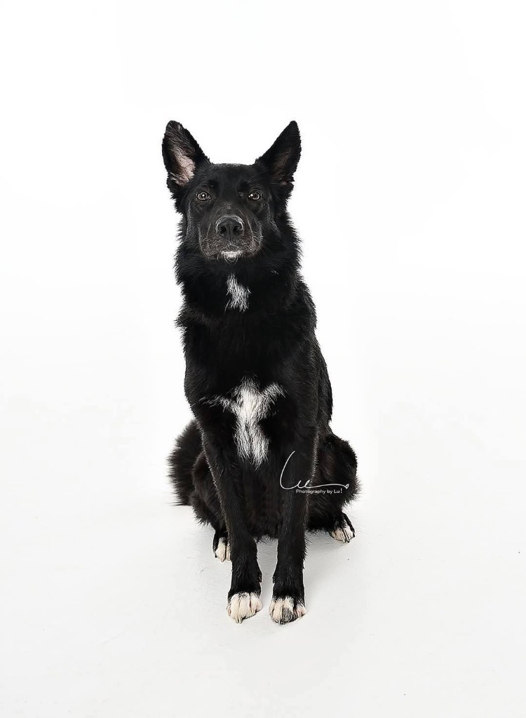 Magic, an adoptable Mixed Breed in Minot, ND, 58701 | Photo Image 1