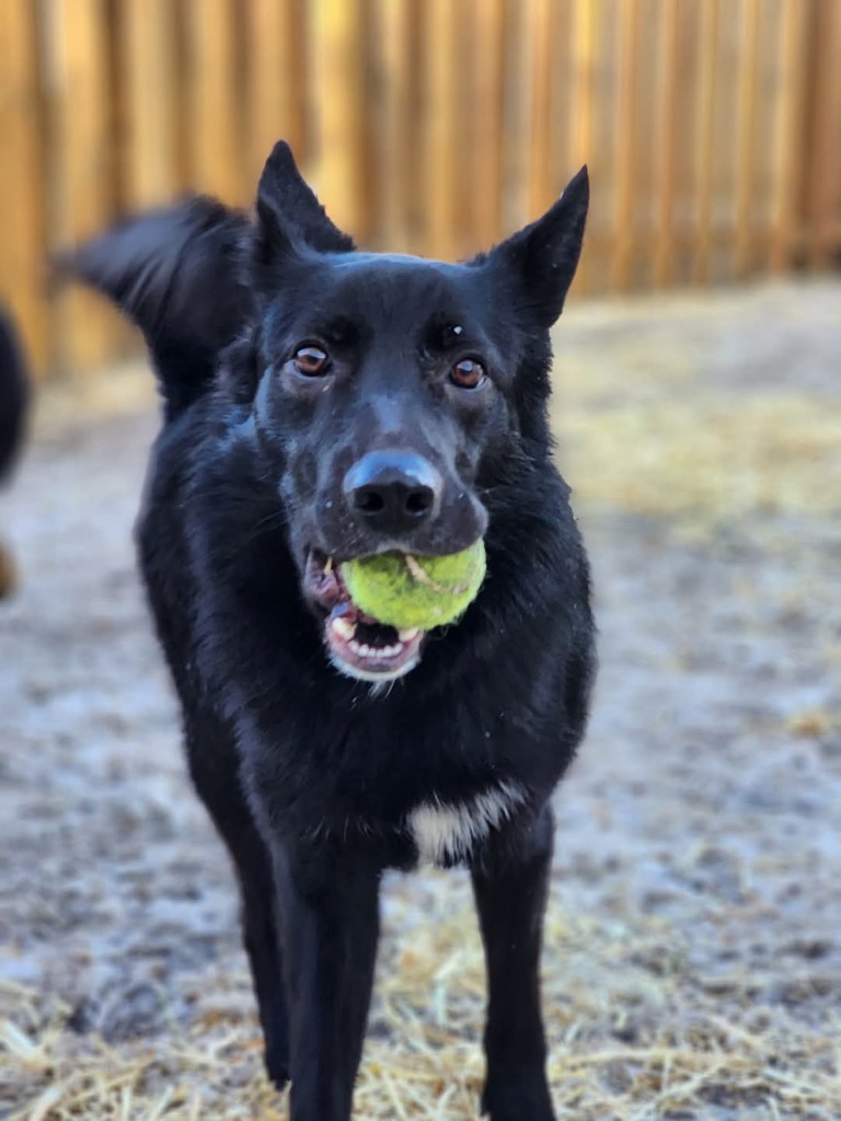 Magic, an adoptable Mixed Breed in Minot, ND, 58701 | Photo Image 2