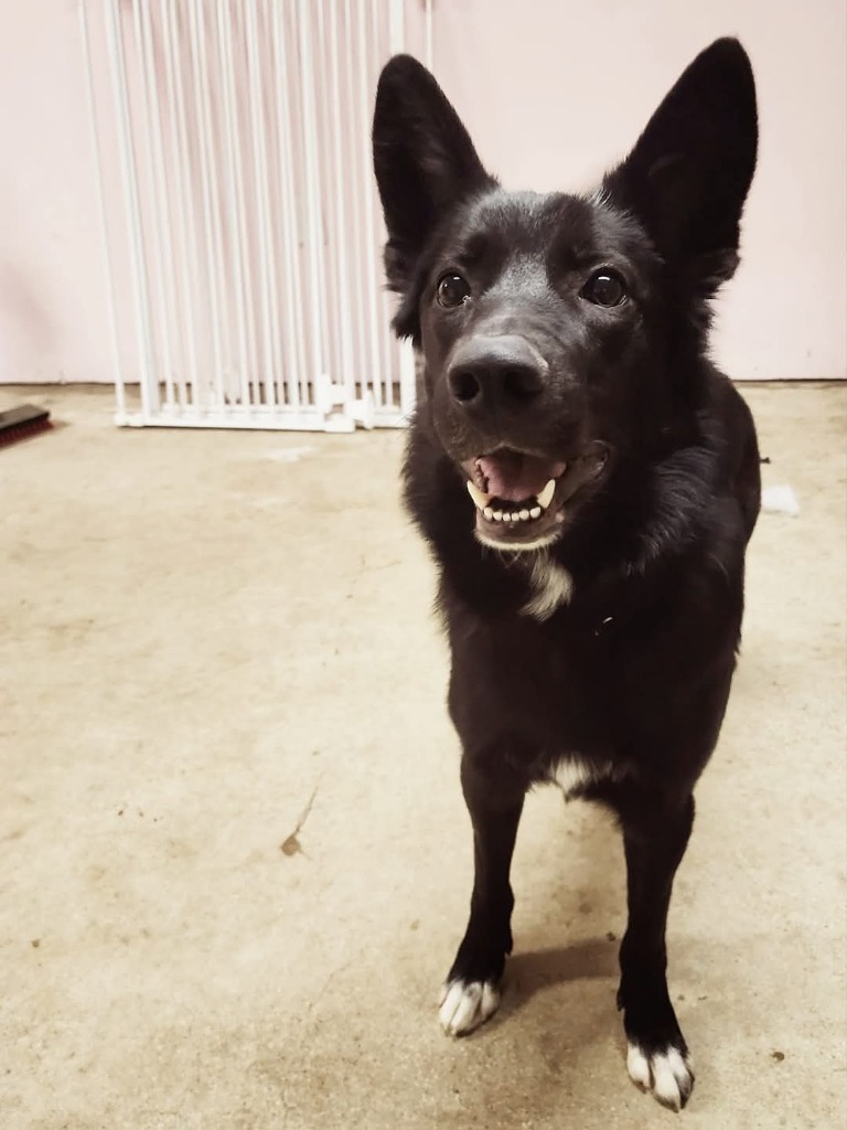 Magic, an adoptable Mixed Breed in Minot, ND, 58701 | Photo Image 3