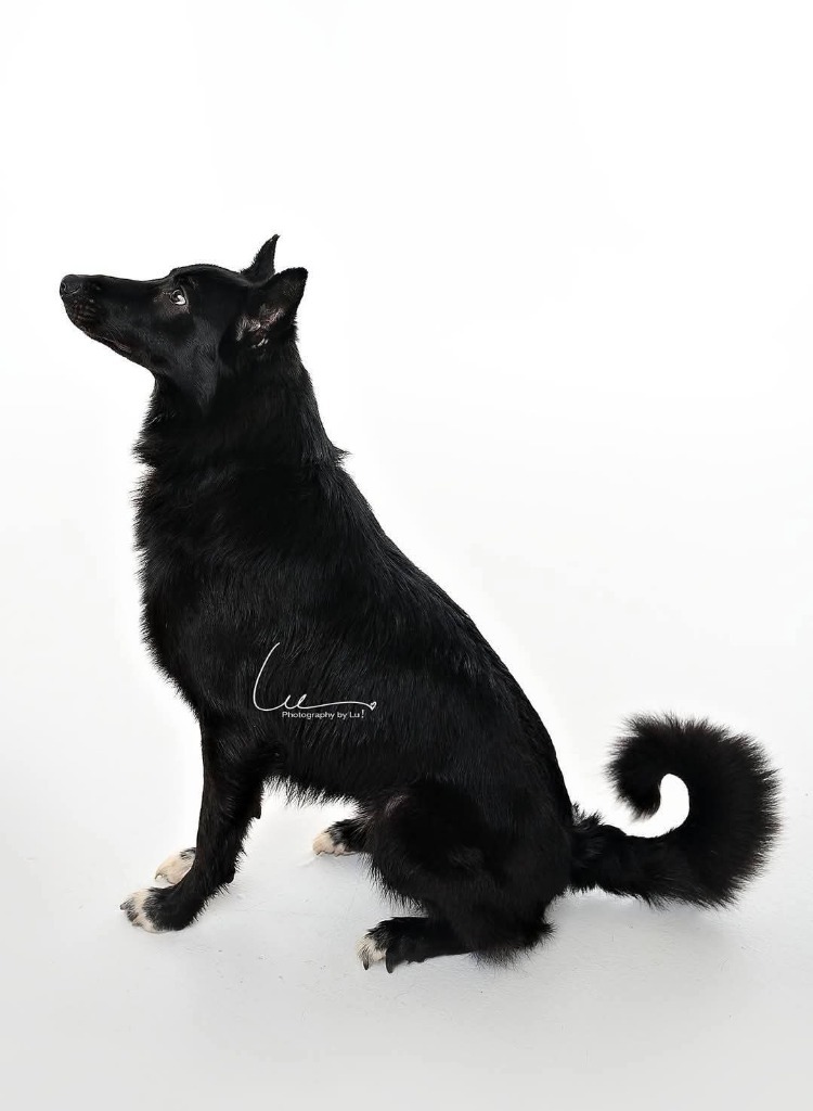 Magic, an adoptable Mixed Breed in Minot, ND, 58701 | Photo Image 5