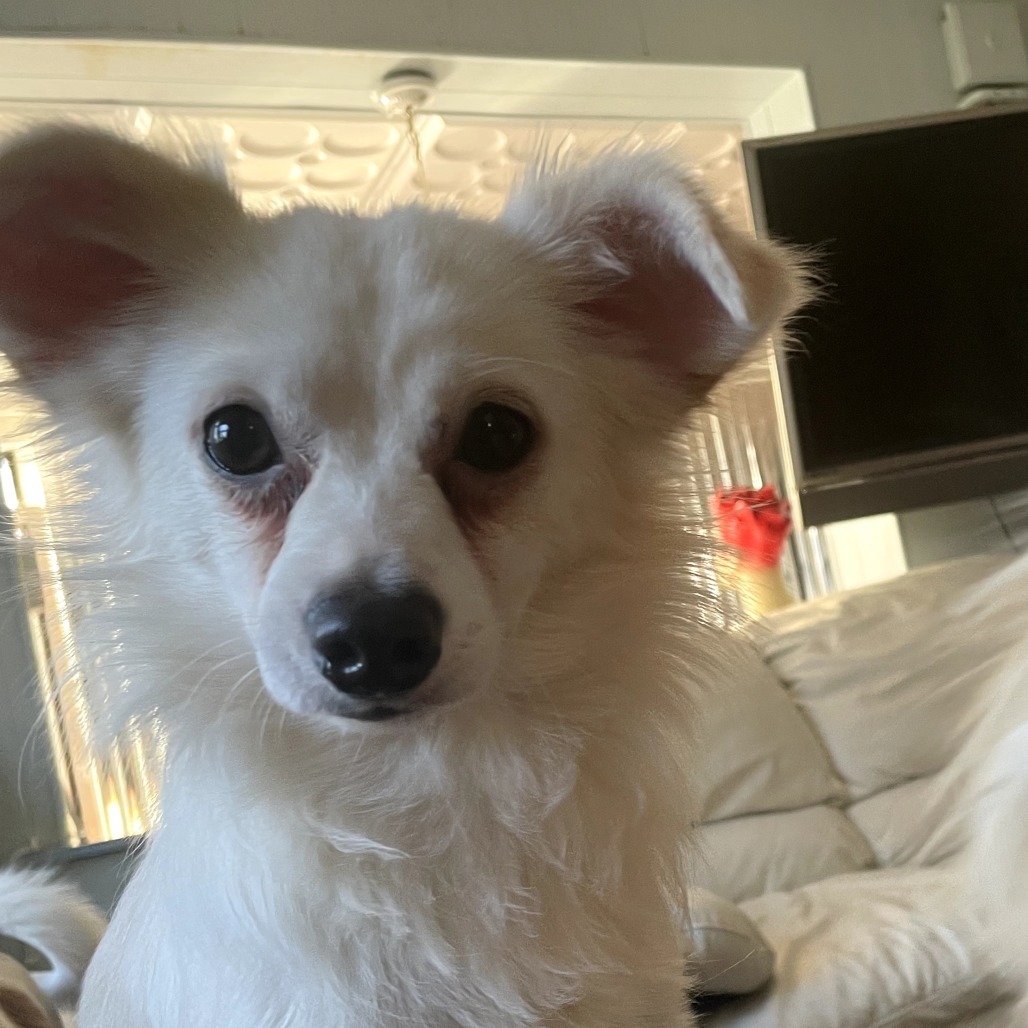 Snowy, an adoptable Chihuahua, Papillon in West Chester, PA, 19382 | Photo Image 1