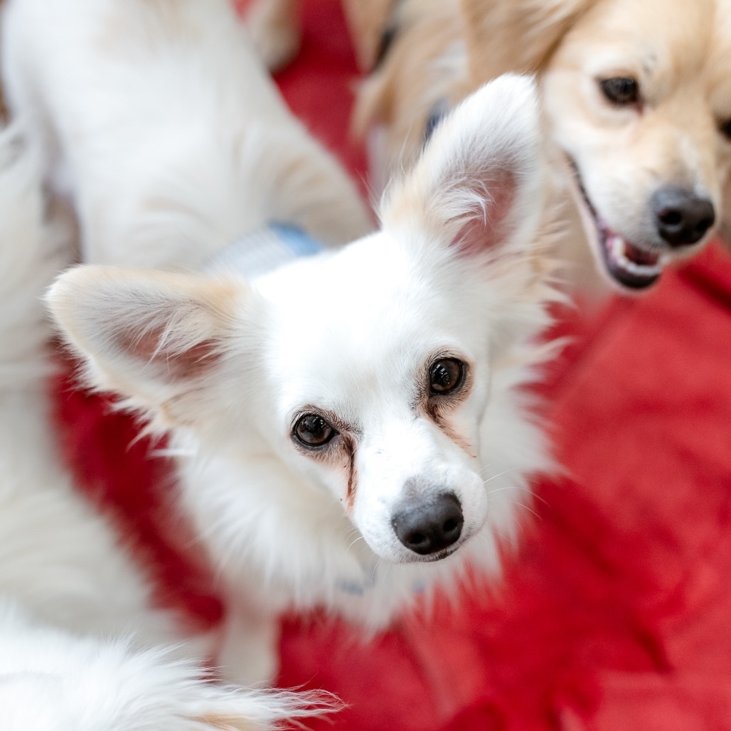 Snowy, an adoptable Chihuahua, Papillon in West Chester, PA, 19382 | Photo Image 1