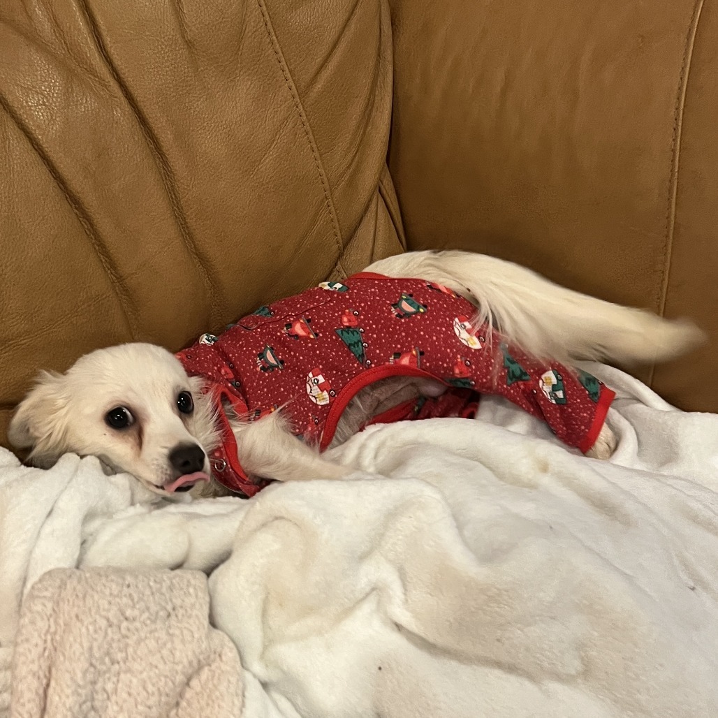 Snowy, an adoptable Chihuahua, Papillon in West Chester, PA, 19382 | Photo Image 2