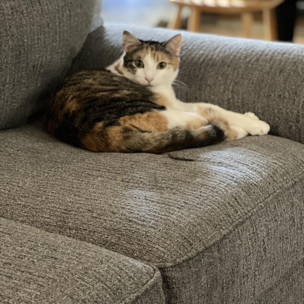 Sandy - Barn/Working Cat