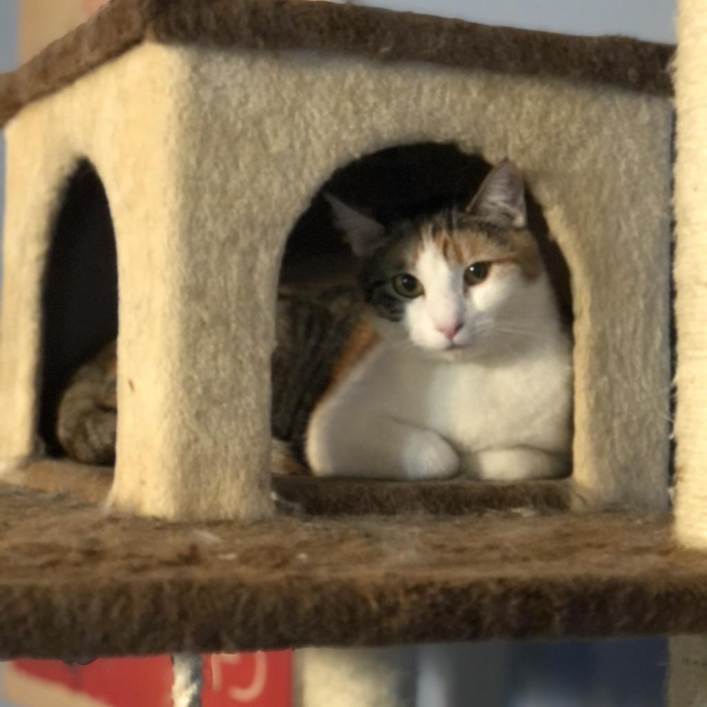 Sandy - Barn/Working Cat, an adoptable Domestic Short Hair in ATOKA, TN, 38004 | Photo Image 2