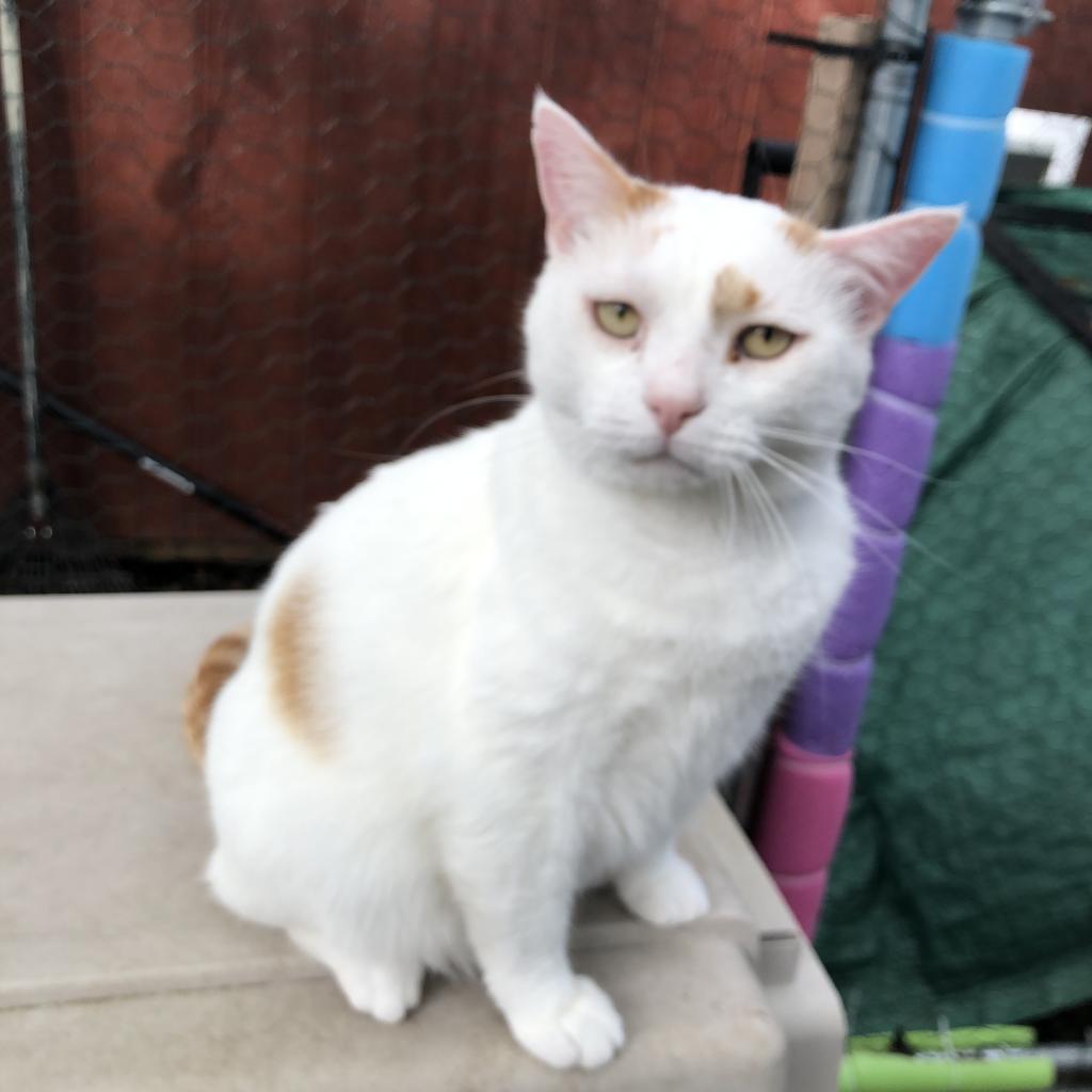 Buddy - FIV+