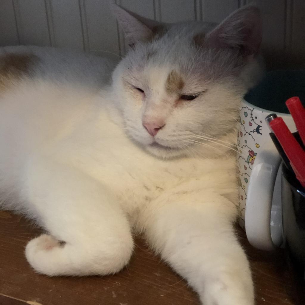 Buddy - FIV+