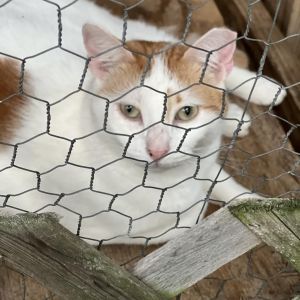 Mark Twain - Indoor Only Working Cat, Adult Male Domestic Short Hair