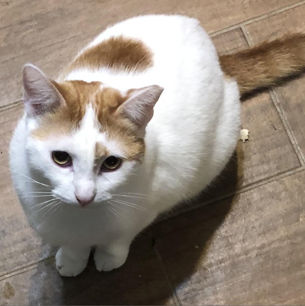 Mark Twain - Indoor Only Working Cat