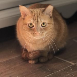 Scarlett - Shy, Adult Female Domestic Short Hair